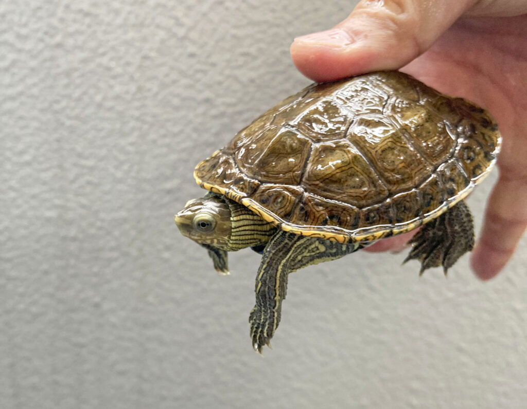 カスピイシガメ