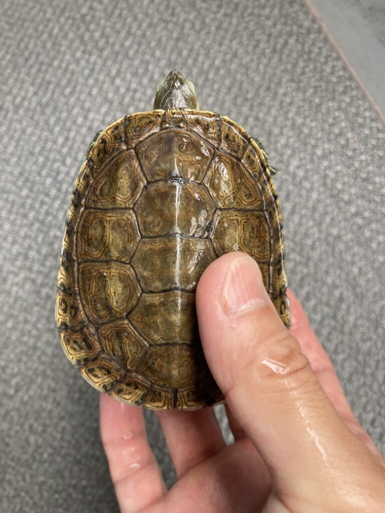 カスピイシガメ